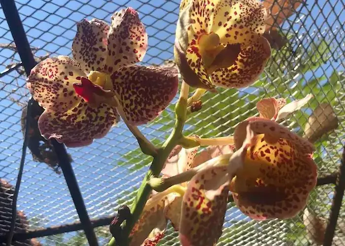 Orchid House
