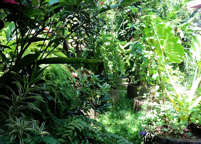 Orchid House *